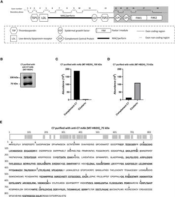 Complement C7 and clusterin form a complex in circulation